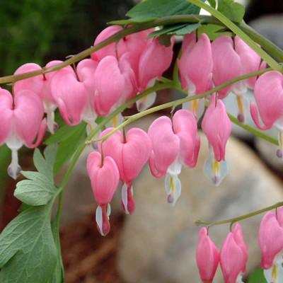 Radacina Dicentra Cerceii Doamnei - Bijuteria Roz.