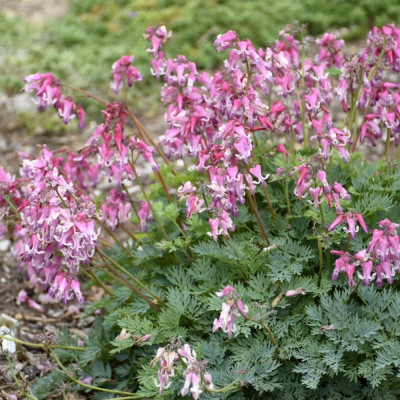 Radacina Dicentra Cerceii Doamnei - Bijuteria Roz.