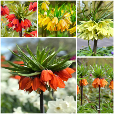 Bulbi Fritillaria Pachetul Incepatorului 5 buc