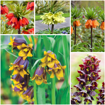 Bulbi Fritillaria Pachet Bulbi Deluxe 5 buc