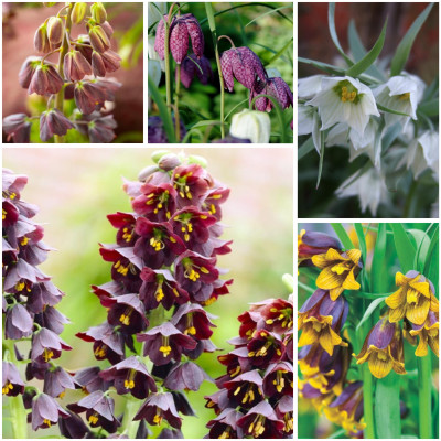 Bulbi Fritillaria Pachetul Gradinarului cu Bulbi