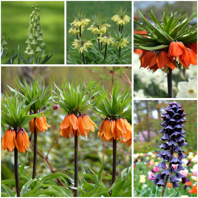 Bulbi Fritillaria Pachet Connoisseur 5 buc