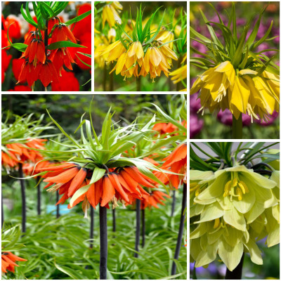 Bulbi Fritillaria Golden Red Mix 5 buc
