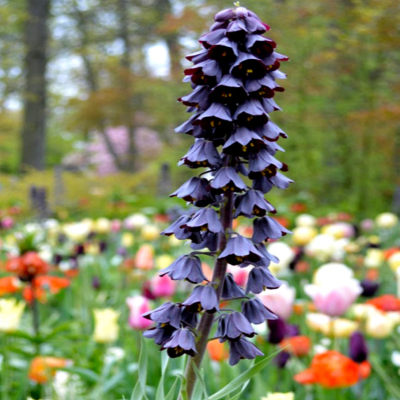 Bulb Fritillaria Persica Bollen Mov Inchis 1 buc