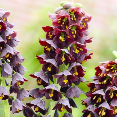 Bulb Fritillaria Persica Neagra Queen of Night 1 buc