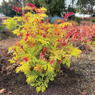Dicentra 'Ruby Gold' (Cerceii Doamnei) - Bulbi de Flori.