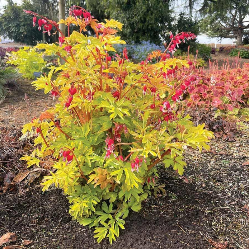 Dicentra 'Ruby Gold' (Cerceii Doamnei) - Bulbi de Flori.
