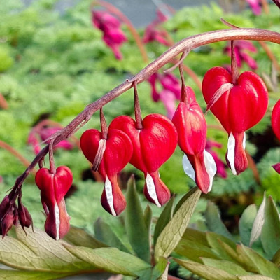 Dicentra Valentine Cerceii Doamnei - Bulbi de Flori.