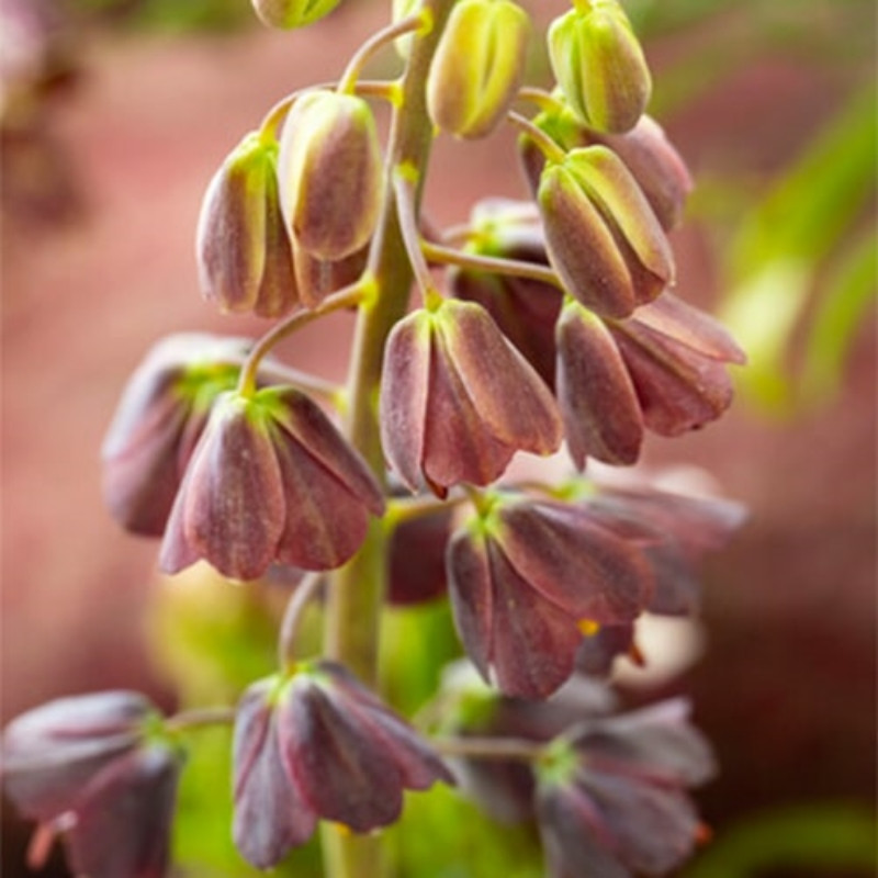 Fritillaria Persica "Minaret" Mov Închis: Eleganță în Grădina Ta