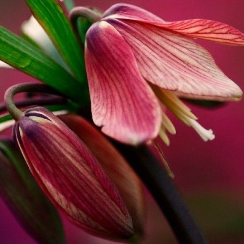 Fritillaria Persica "Minaret" Mov Închis: Eleganță în Grădina Ta