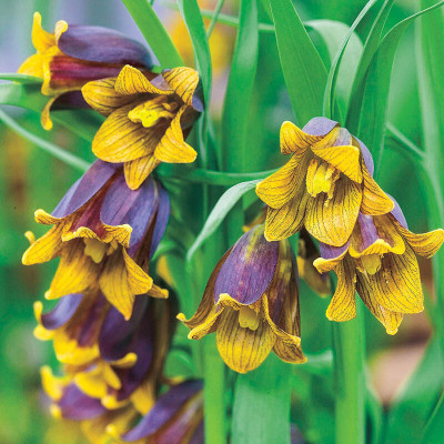 Bulb Fritillaria Persica Yellow-Purple 1 buc
