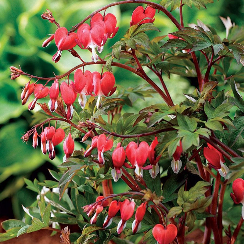 Dicentra Valentine Cerceii Doamnei - Bulbi de Flori.