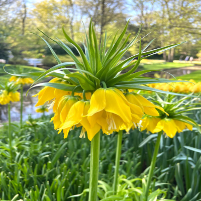 Bulb Fritillaria Imperialis Lutea Galbena 1 buc