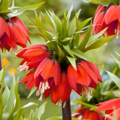 Bulb Fritillaria Imperialis Rubra Maxima Rosie 1 buc | BulbShop.ro