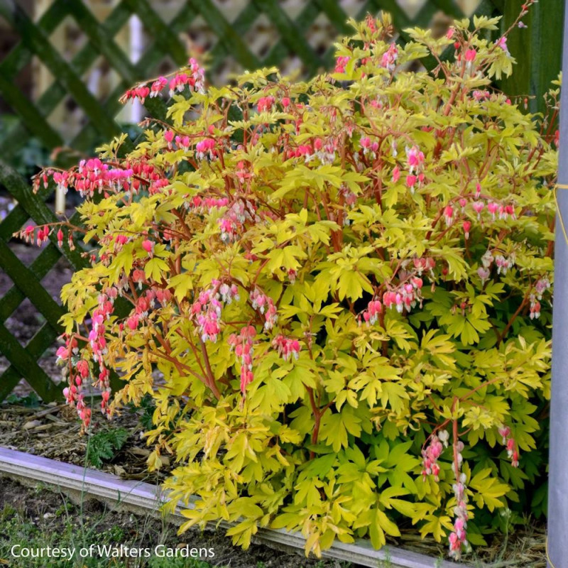 Dicentra 'Gold Heart' Cerceii Doamnei - Bulbi de Flori.
