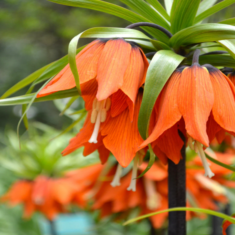 Fritillaria Imperialis 'Rubra' Coroana Imperială Roșie: Eleganță