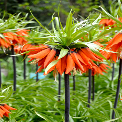 Fritillaria Imperialis 'Rubra' Coroana Imperială Roșie: Eleganță