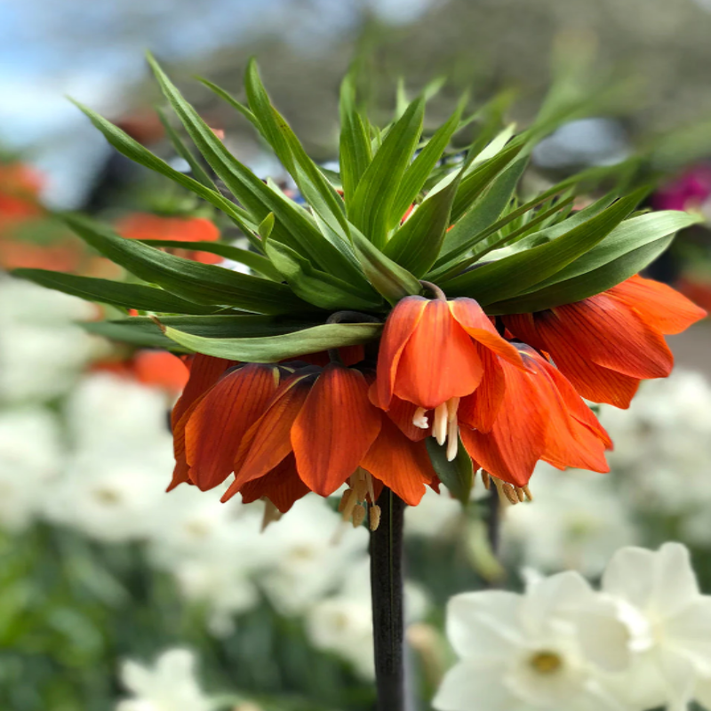 Fritillaria Imperialis 'Rubra' Coroana Imperială Roșie: Eleganță