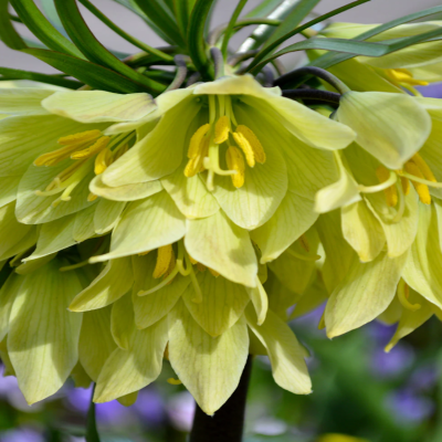 Fritillaria Raddeana: Eleganță Crem în Grădina Ta de Primăvară