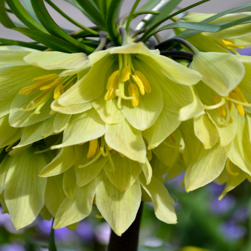 Fritillaria Raddeana: Eleganță Crem în Grădina Ta de Primăvară