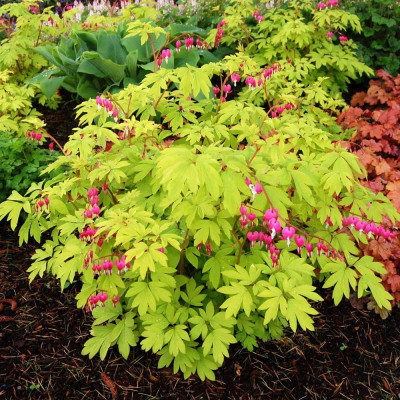 Dicentra 'Gold Heart' Cerceii Doamnei - Bulbi de Flori.