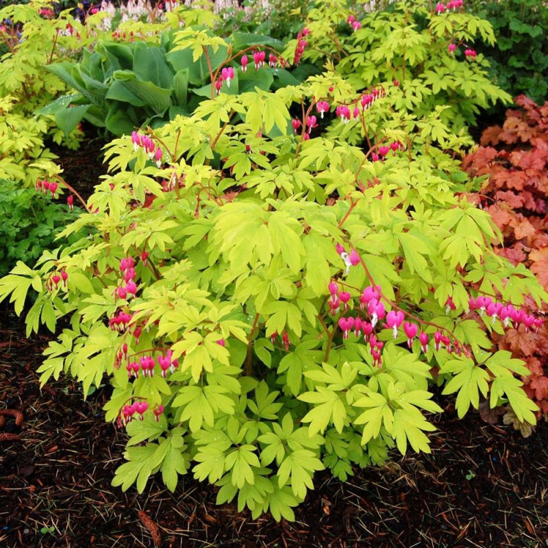 Dicentra 'Gold Heart' Cerceii Doamnei - Bulbi de Flori.