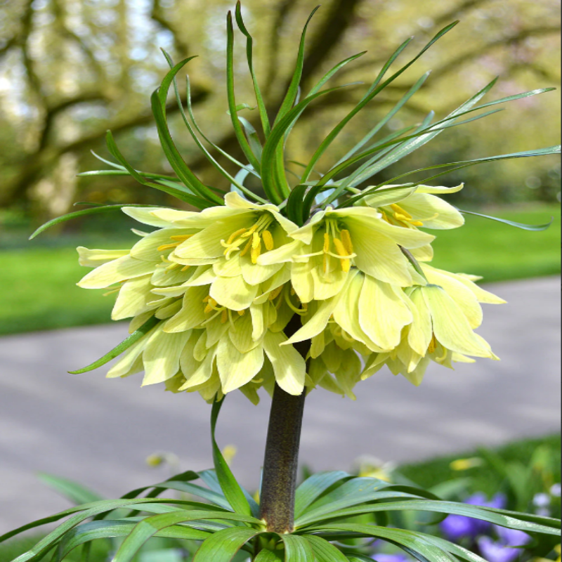 Fritillaria Raddeana: Eleganță Crem în Grădina Ta de Primăvară