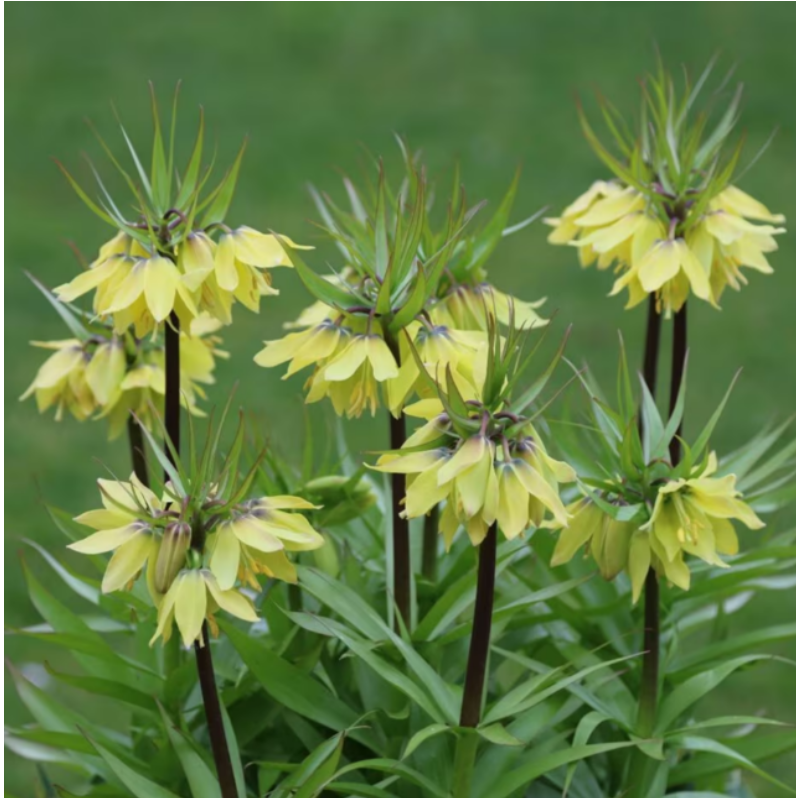 Fritillaria Raddeana "Crem Satirata": Rafinament in Gradina Ta!