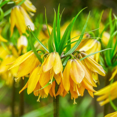 Bulbi Fritillaria Michailovskyi Green Magic de Gradina.
