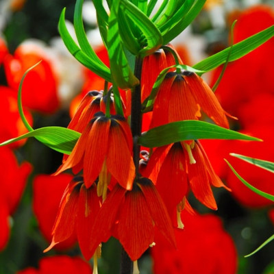 Bulbi Fritillaria Rosie: Coroana Imperiala a Pastelui.