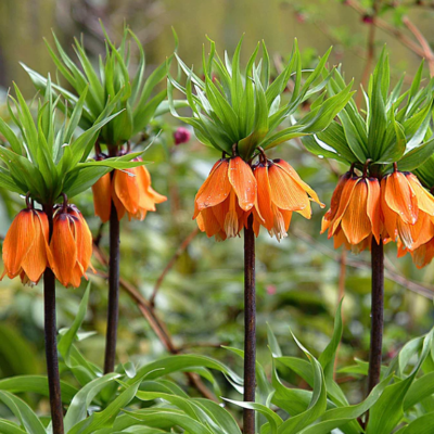 Bulb Fritillaria Imperialis Orange Portocalie 1 buc
