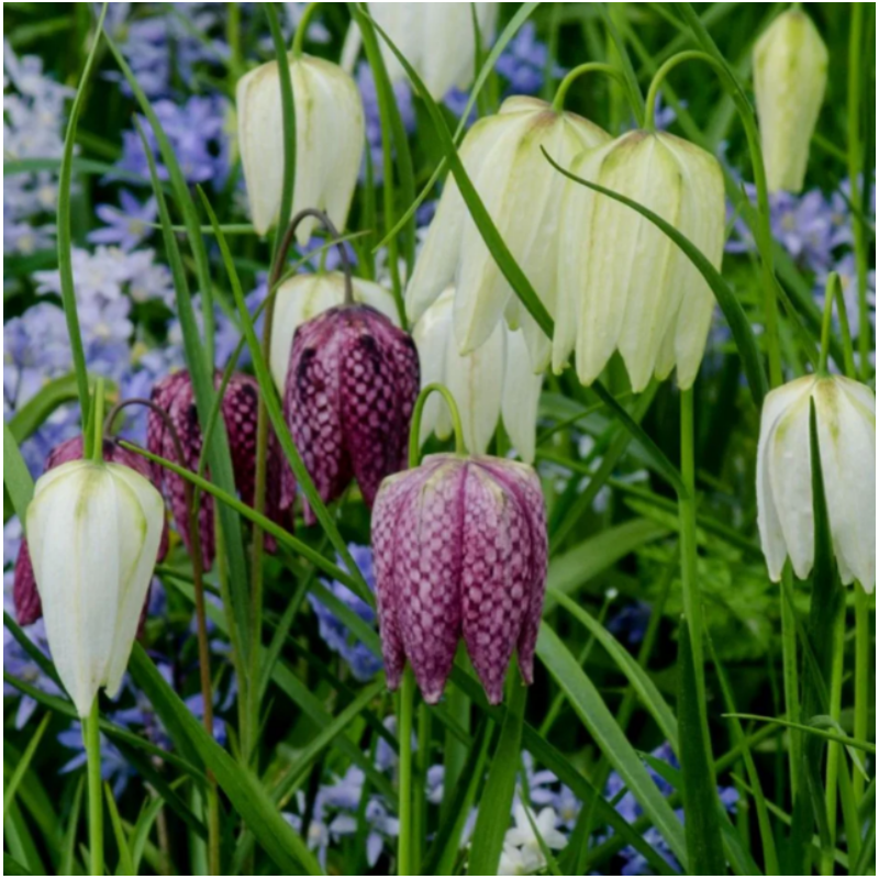 Bulbi de Fritillaria: Coroana Imperiala a Pastelui.