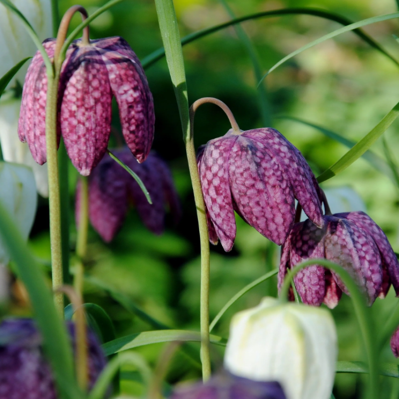 Bulbi de Fritillaria: Coroana Imperiala a Pastelui.