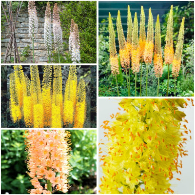 Pachet Eremurus (Crin de Stepă) Mix 5 Soiuri | BulbShop.ro