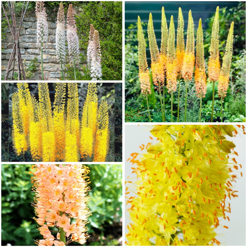 Pachet Eremurus (Crin de Stepă) Mix 5 Soiuri | BulbShop.ro