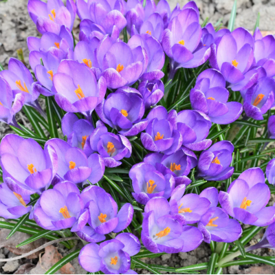 Bulbi Sofran Crocus Sativus Purple 10 buc