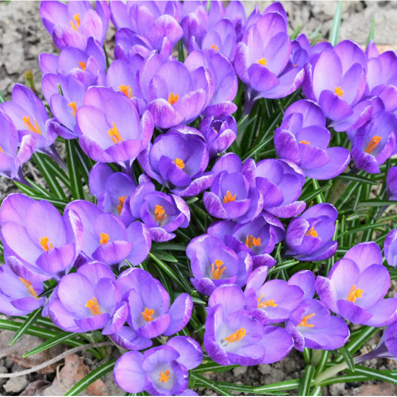Bulbi Sofran Crocus Sativus Purple 10 buc