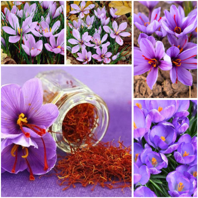 Sofran Bulbi de Aur Rosu - Crocus Sativus 100 Bulbi