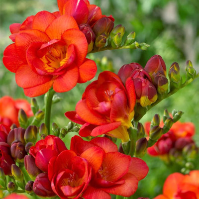 Frezia Parfumata Double Red: Bulbi si Flori de Primavara.