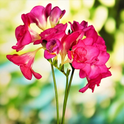 Frezii Bulbi Roz: Double Pink 5buc. Gradina sau Ghiveci
