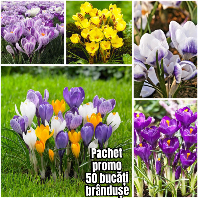 Bulbi Branduse Primavara Crocus Pachet Incepator 50 buc
