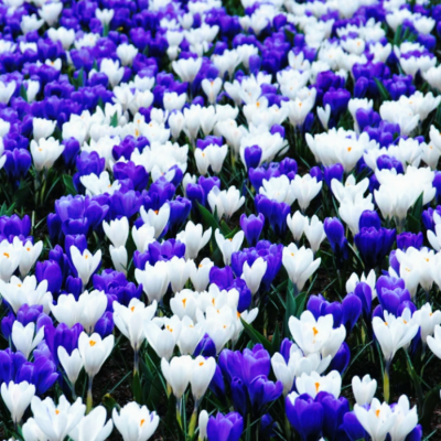 Bulbi Branduse Primavara Crocus Blue and White 10 buc