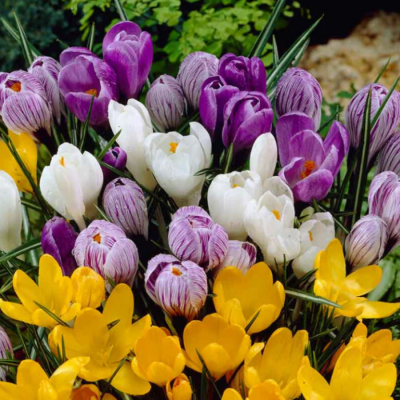 Bulbi Branduse Primavara Crocus Mix Color 50 buc