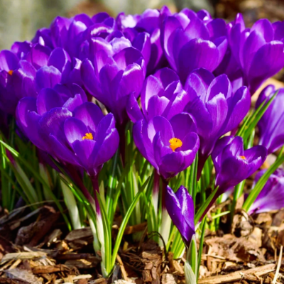 Branduse Primavara Crocus "Rembrance" 5 Bulbi/Pachet