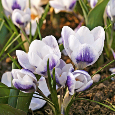 Branduse Primavara Crocus "Claus" 5 Bulbi/Pachet