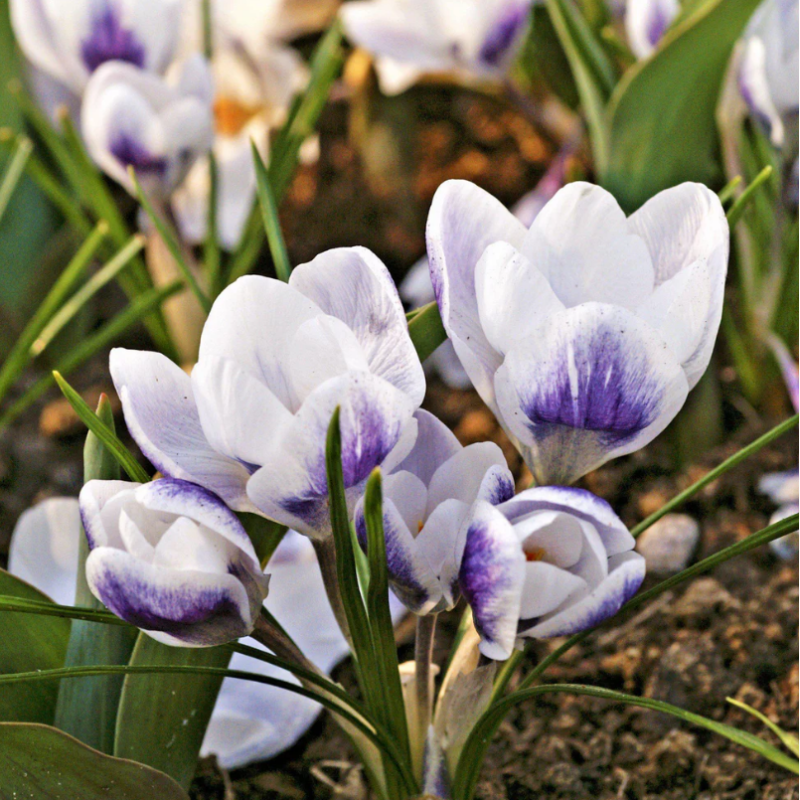 Branduse Primavara Crocus "Claus" 5 Bulbi/Pachet