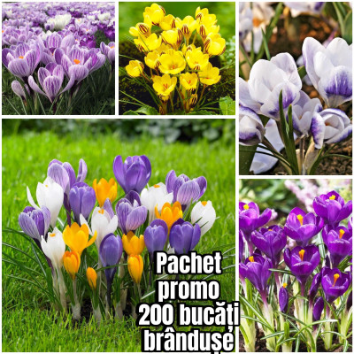 Bulbi Branduse Primavara Crocus Toate Nuantele 200 buc