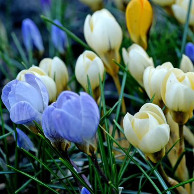 Branduse Primavara Crocus "Mixed Pastel" 30 Bulbi/Pachet