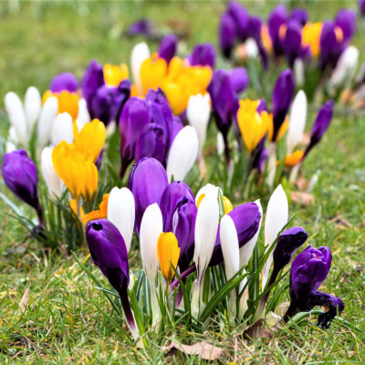 Branduse Primavara Crocus "Bold Mixed" 50 Bulbi/Pachet