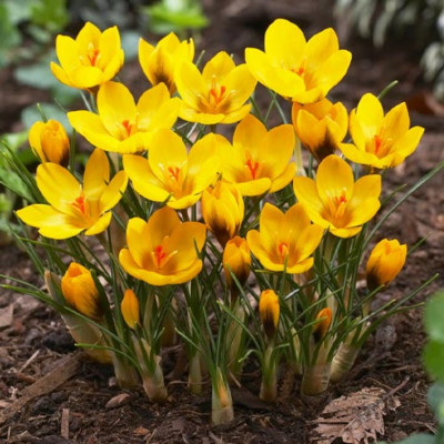 Bulbi Branduse Primavara Crocus Goldilocks 5 buc